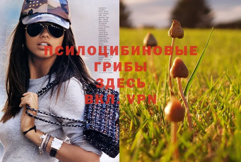 цены наркотик  Сим  Псилоцибиновые грибы Psilocybe 